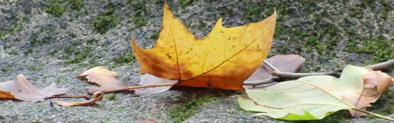 autumn leaf