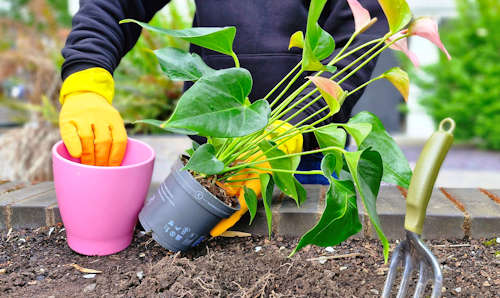 Gardener with plant in pot