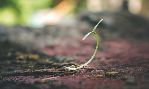 blur close up focus ground with a plant shoot starting to grow